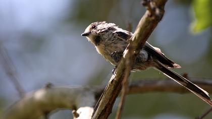 Uzunkuyruklu baştankara