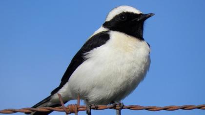Karakulaklı kuyrukkakan
