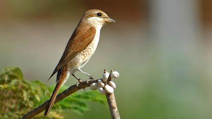 Kızılsırtlı örümcekkuşu
