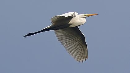 Büyük ak balıkçıl