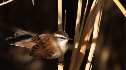 Bıyıklı kamışçın