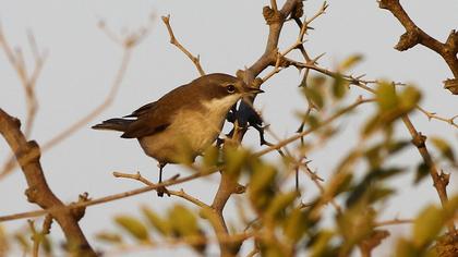 Küçük akgerdanlı ötleğen