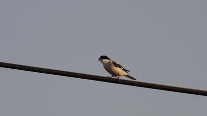 Karaalınlı örümcekkuşu