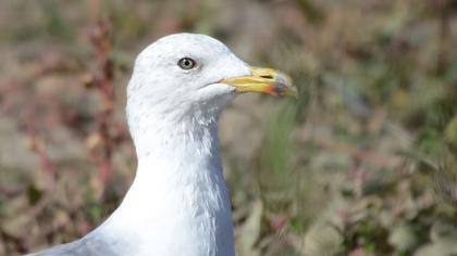 Van gölü martısı