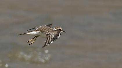 Halkalı küçük cılıbıt