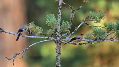 Eurasian Bullfinch