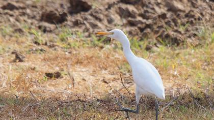 Western Cattle Egret