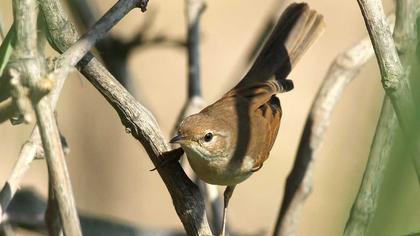 Akgerdanlı ötleğen