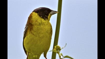 Black-headed Bunting