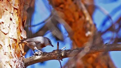 Krüper`s Nuthatch
