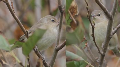 Garden Warbler