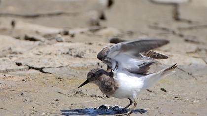 Sarıbacaklı kumkuşu
