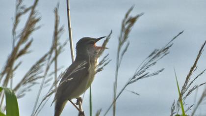 Büyük kamışçın