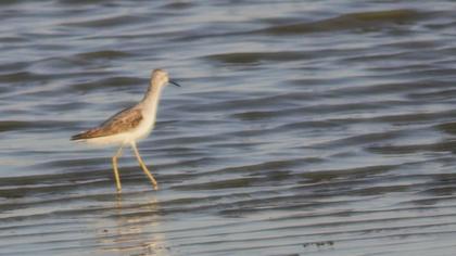 Bataklık düdükçünü