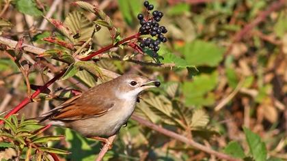 Akgerdanlı ötleğen