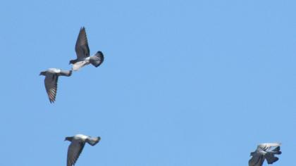 Rock Dove