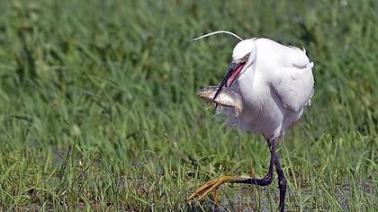 Küçük ak balıkçıl