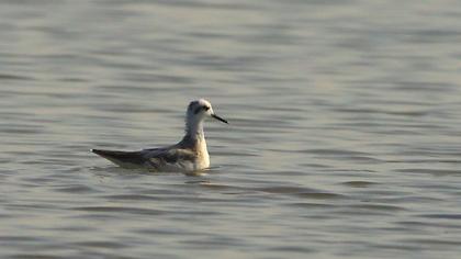 Red Phalarope