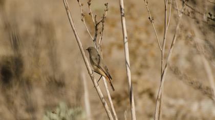Common Redstart