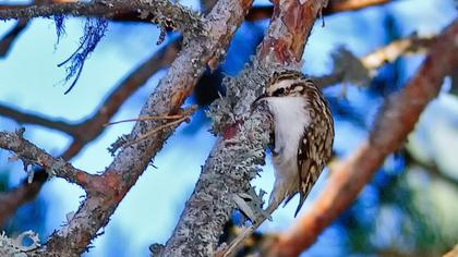 Orman tırmaşıkkuşu