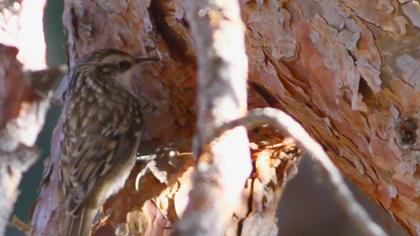 Orman tırmaşıkkuşu