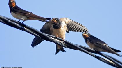 Barn Swallow