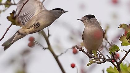 Karabaşlı ötleğen