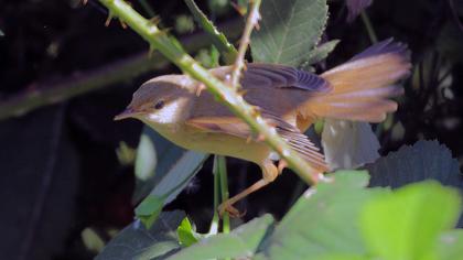 Çalı kamışçını