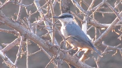 Western Rock Nuthatch