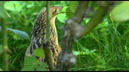 Bıldırcınkılavuzu