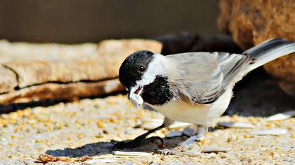 Akyanaklı baştankara