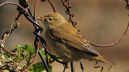 Çalı kamışçını