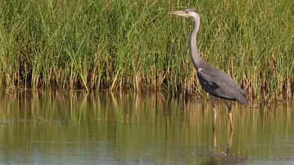 Grey Heron