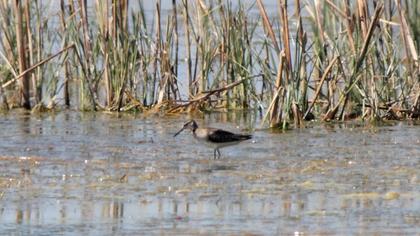 Orman düdükçünü