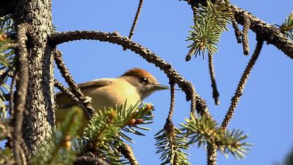 Karabaşlı ötleğen