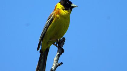 Karabaşlı kirazkuşu