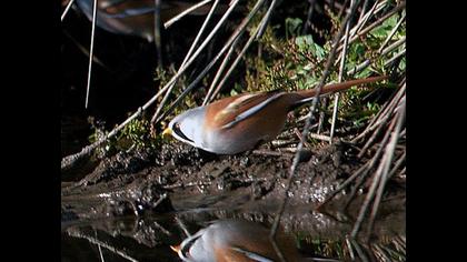 Bıyıklı baştankara