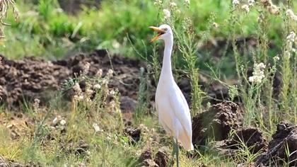 Sığır balıkçılı
