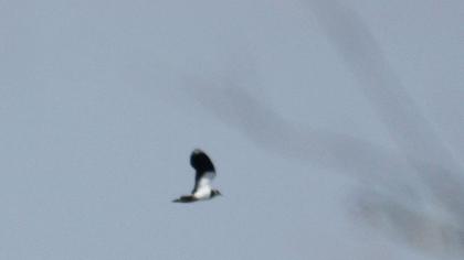 Northern Lapwing