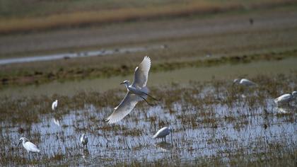 Küçük ak balıkçıl