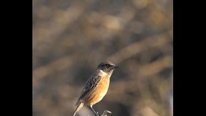 European Stonechat