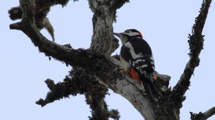 Great Spotted Woodpecker