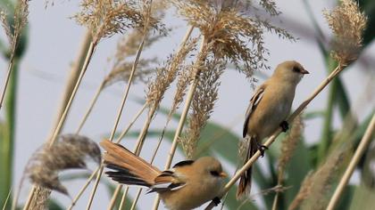 Bıyıklı baştankara