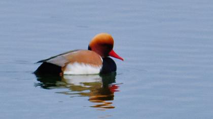 Red-crested Pochard