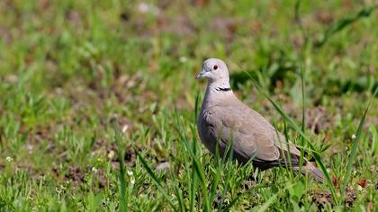 Eurasian Collared Dove