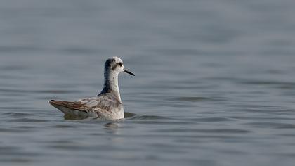 Kızıl denizdüdükçünü