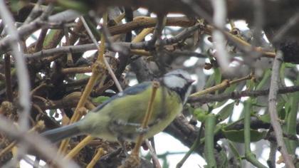 Eurasian Blue Tit