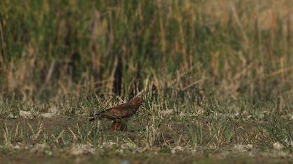 Küçük orman kartalı