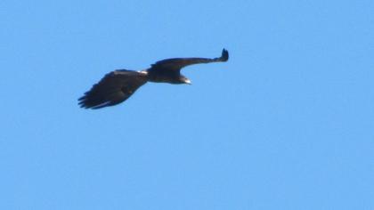 Küçük orman kartalı