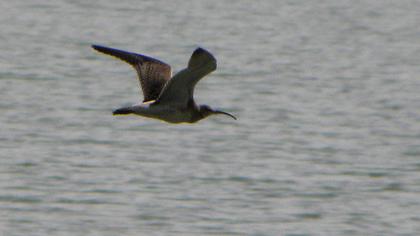 Sürmeli kervançulluğu